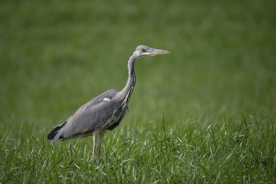 Ardea cinerea, heron, gray heron, birds, ciconiiformes, walking birds, stork birds, birds