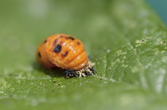 Asian ladybeetle, Asian ladybug, coccinellidae, coccinellinae, harlequin ladybug, harmonia axyridis, ladybug, beetle, coleoptera, harlequin, insects, beetle, larva, multicolored Asian