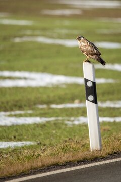 Accipitriformes, buzzard, buteo buteo, buzzard, buzzard, birds of prey, high size, portrait format, raptor, raptors, road traffic, traffic, birds, winter