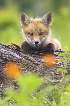 Red fox (Vulpes vulpes), Minnesota, USA, a young fox rests alertly on a tree trunk, with flowers in the foreground
