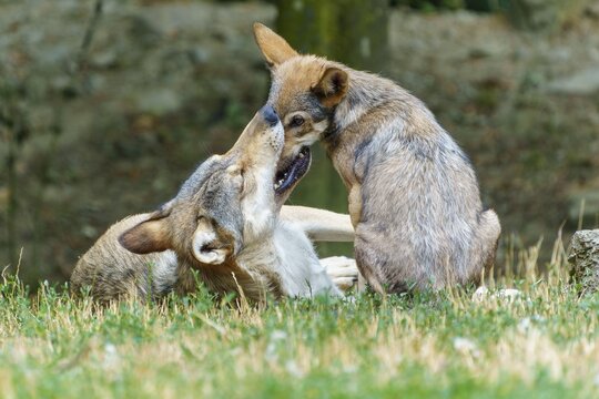 Timberwolf, wolf, American wolf (Canis lupus lycaon), Germany, wolves at play display affectionate and social behaviour in their natural habitat