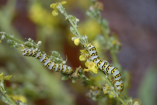 Cucullia lychnitis, grey-pollinated woolly monk, Shargacucullia lychnitis, later mullein monk, striped lychnis, inchworm, insects, moths, moths, moths, caterpillar, butterflies