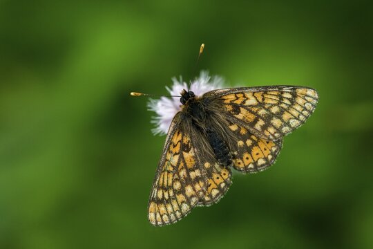 Bite check moth, bite tick moth, euphydryas aurinia, eurodryas aurinia, golden tick moth, green ribbon, marsh fritillary, melitaea aurinia, scabiotic tick moth, butterfly, insects, butterfly, butterflies, butterflies