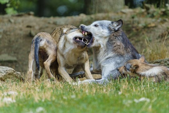 Timberwolf, wolf, American wolf (Canis lupus lycaon), Germany, A lively gathering of wolves as they interact with one another