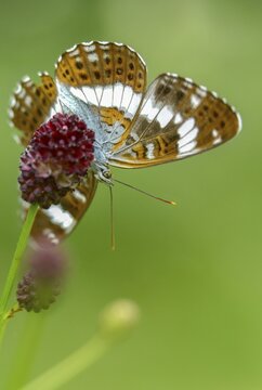 Small kingfisher, Ladoga camilla, limenitis camilla, white admiral, butterfly, high size, portrait format, insects, butterfly, butterflies