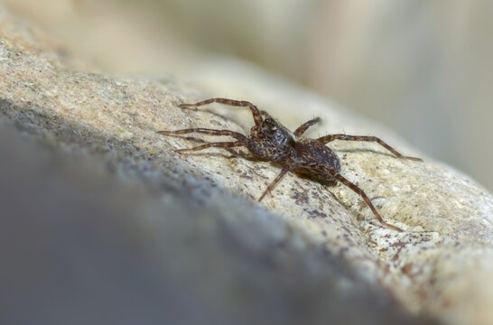 Arachnida, pardosa spec., arachnids, wolf spider spec1., spiders, spiders