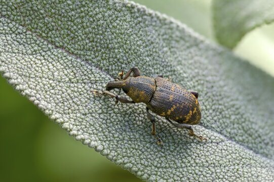 Curculionidae, spruce weevils, large brown weevils, Hylobius abietis, large pine weevil, weevils, beetles, coleoptera, insects, beetles, pine weevil