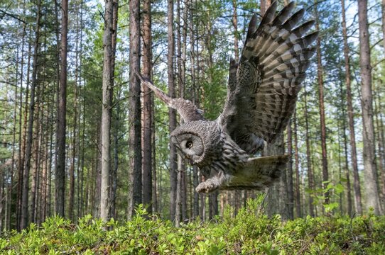 Bearded owl, Finland, Great Grey Owl, Strix nebulosa, birds, owls, female, flying, flight, owls, strigiformes, birds, female