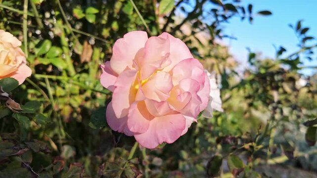 Delicate pink and yellow rose blooms softly in golden sunlight among green garden foliage.