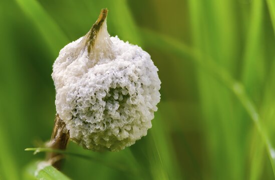 Didymium mucilago, didymium spongiosum, dog sick slime mould, grubby cushion, mucilago crustacea, foam mold, slime mold, white egg slime mold, meadow slime mold, villus slime mold