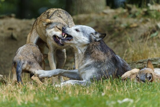 Timberwolf, wolf, American wolf (Canis lupus lycaon), Germany: A wolf displays dominant behaviour within a pack on a grassy area