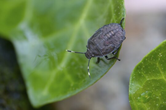 Field bug, gray garden bug, raphigaster nebulosa, bug, tree bug, insects, larva, larva, mottled shield bug