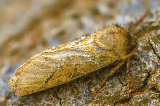 Ampfer root borer, hepialus sylvina, mallow root spinner, orange swift, triodia sylvina, root borer, flew off, old, insects, moths, moths, moths, butterflies, camouflage