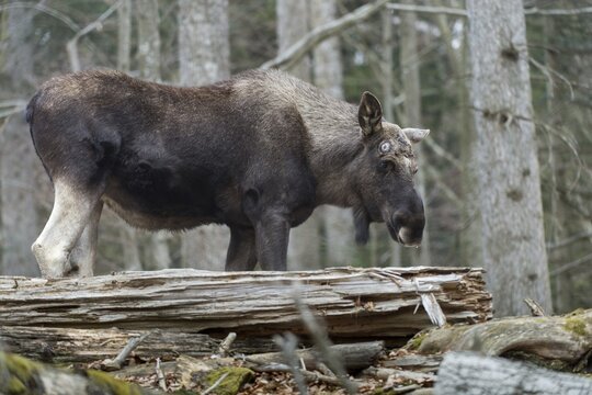 Alces alces, artiodactyla, elk, even-toed ungulates, mosses, cloven-hoofed animals, mammals