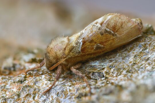 Ampfer root borer, hepialus sylvina, mallow root spinner, orange swift, triodia sylvina, root borer, flew off, old, insects, moths, moths, moths, butterflies