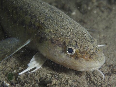 Close-up of a burbot (Lota lota) lying on the sandy seabed in murky waters, dive site: Riff Williams, Herrliberg, Lake Zurich, Canton of Zurich, Switzerland