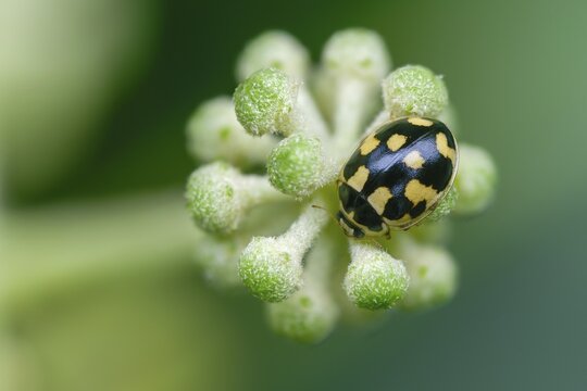 14-spotted ladybeetle, fourteen-spotted ladybeetle, propylea 14-punctata, propylea quatuordecimpunctata, checkerboard ladybug, black-spotted ladybug, fourteen-spotted ladybeetle, beetle, coleoptera, insects, beetles