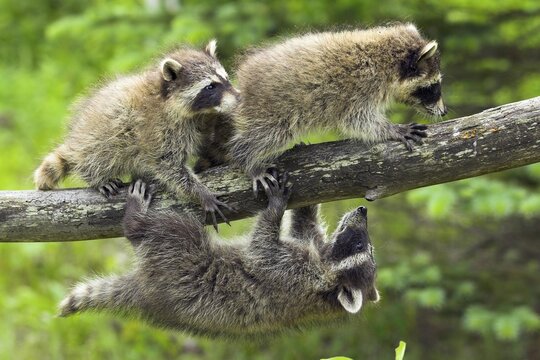 Raccoon (Procyon lotor), Minnesota, USA: Three playful raccoons are balancing and climbing on a branch