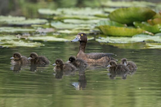 Aythya fuligula, dune cub, heron duck, tufted duck, anatidae, birds, ducks, ducks, duck birds, female, pullus, birds, waterbirds, waterbirds, female