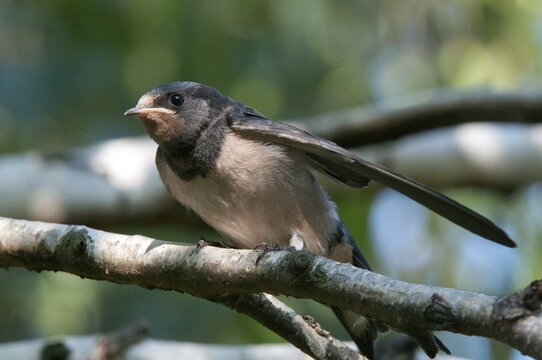 Hirundo rustica, house martin, swallow, birds, adolescent, juvenile, passeri, swallows, songbirds, birds