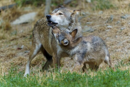 Timberwolf, wolf, American wolf (Canis lupus lycaon), Germany: An adult wolf interacts with a younger wolf in the wild as part of the learning process
