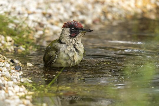 Green woodpecker, green woodpecker, picus viridis, bath, bird bath, birds, piciformes, woodpeckers, watering place, birdbath, birds, watering place, woodpecker