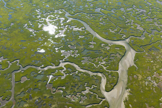 Narrow channels meander through an extensive, sunlit salt marsh in Pleasant Bay, Cape Cod. Marshes provide critical habitat for many birds, fish, and marine invertebrates to feed, mate, and nest.