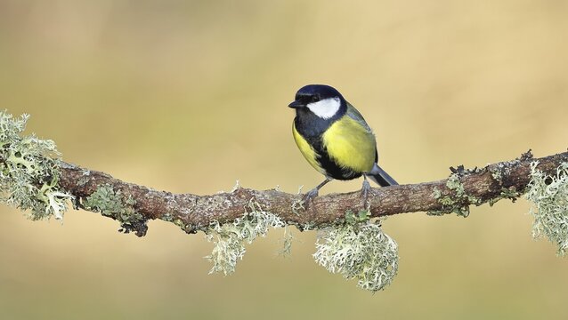 Great Tit (Parus major), sitting on a branch overgrown with moss and lichen, Wildlife, Animals, Birds, Tits, Wilnsdorf, North Rhine-Westphalia, Germany