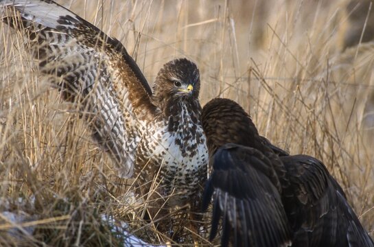 Accipitriformes, Buteo Buteo, Buzzard, Buzzard, Birds of Prey, Fighting, Raptors, Quarrel, Birds