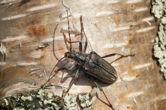 Finland, Oxymirus Cursor, Shoulder Longhorn Beetle, Toxotus Cursor, Beetle, Longhorn Beetle, Coleoptera, Female, Insects, Beetles, Female