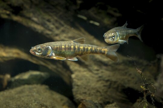 Bitterfish, minnow, Eurasian minnow, minnow, prille, phoxinus phoxinus, common minnow, fish, fishes, rivers, pisces