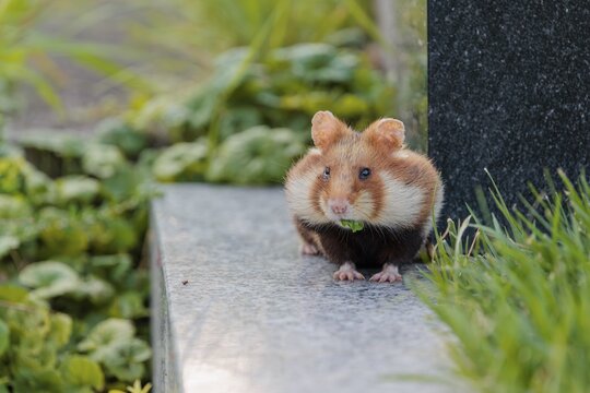A European hamster (Cricetus cricetus) runs across graves in search for food. Vienna, Austria