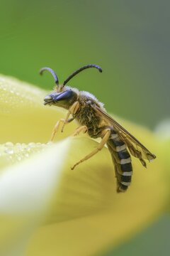 Apidae, bees, furrow bee, yellow-haired furrow bee, halictus scabiosae, hymenoptera, great banded furrow bee, high size, portrait format, honey bee-sized halictus, insects, insects, male, male