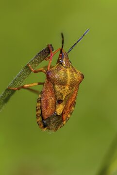 Black-shouldered shieldbug, carpocoris purple ipennis, heteroptera, purple tree bug, purple fruit bug, high size, portrait format, insects, copula, mating, bugs