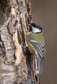 Great tit, great tit, parus major, birds, high size, portrait format, tits, passeri, songbirds, tits, birds