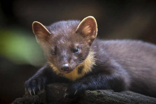 Tree martens, carnivora, European pine species, martes martes, pine species, predators, mammals, raptors, mammals, mammals