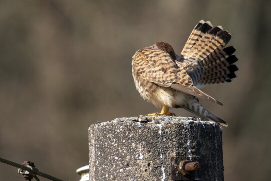 Falco tinnunculus, Common Kestrel, kestrel, birds, falcon, falconiformes, falcons, female, plumage care, birds of prey, hawk, preening, raptors, birds, female