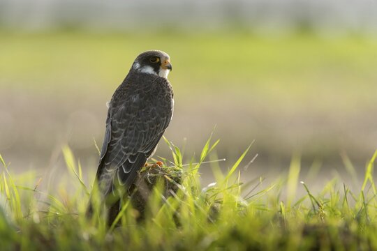 Falco vespertinus, red-footed falcon, red-footed falcon, birds, falconiformes, falcons, birds of prey, raptors, birds
