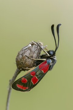 Brandenburg, Carniolan Burnet, Germany, Eastern Burnet Moth, Esparsette Widderchen, Carniola Widderchen, Nabu, Nabu Project, national natural heritage, Gr&uuml;nhaus natural paradise, Zygaena Carniolica, post-mining landscape, blood droplets, burnet, butterfly, green house, high size, portrait format, insects, moths, moths, moth, butterfly, ram Chen