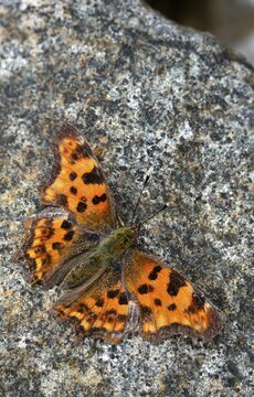 C-butterfly, comma butterfly, nymphalis c-album, polygonia c-album, butterfly, high size, portrait format, insects, butterflies, butterflies, butterflies