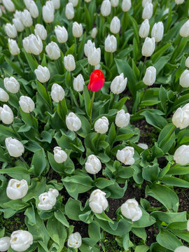 Beautiful white tulips, with a single striking red tulip standing proudly among them.