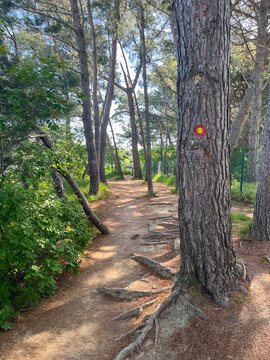 Forest path beside a tree with a red-and-white Knafelc trail marker.