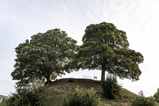 View of two large trees standing atop the historic grassy mound at Oxford Castle in Oxford, England, United Kingdom.