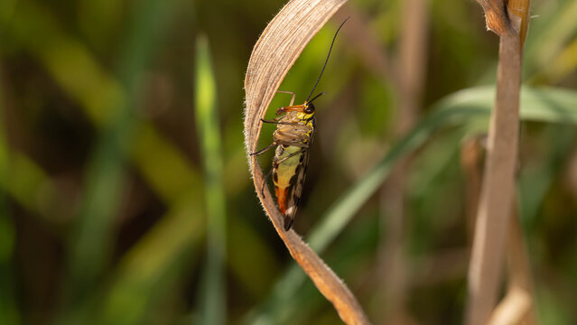 Bio Diversity - Panorpa communis - Common Scorpionfly Resting a round brown Leaf