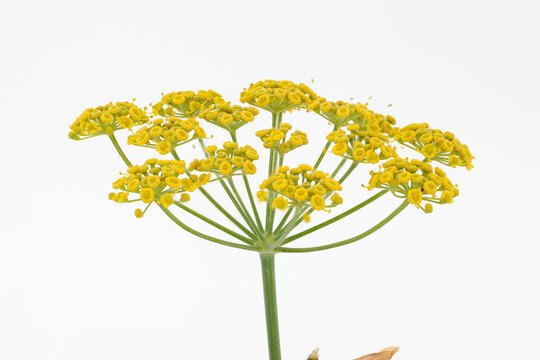 Foeniculum vulgare. Fennel, detail of the plant's umbel with yellow inflorescences.