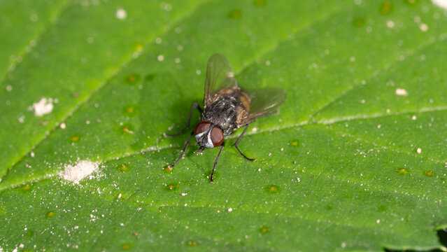 Bio Diversity - Musca autumnalis - Autumn Fly Resting on Green Leaf