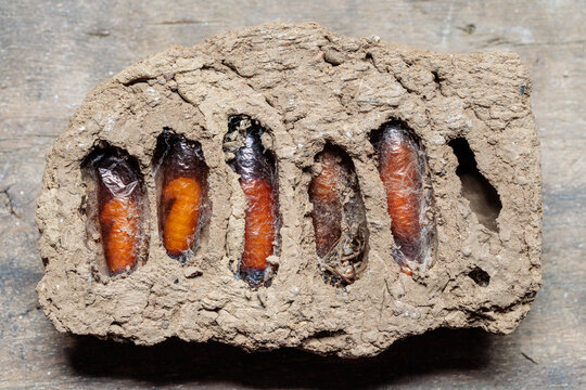 Sceliphron spirifex. Chrysalides, larvae of Potter Wasp inside their mud cells.