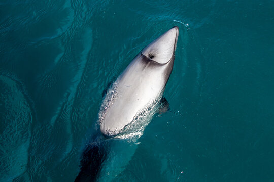 View of a Hector's dolphin swimming near the surface in clear turquoise water in New Zealand.