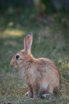 wild hare on the Dutch island of Ameland. European brown hare Lepus europaeus in open grass nature meadow field area. Dutch island wildlife