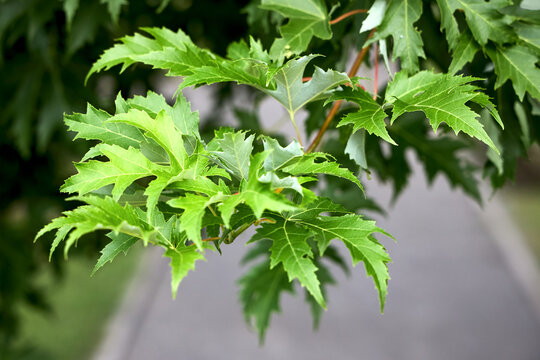 Close up view on green leaves of silver maple tree branches growing outdoor in park with blurred pathway background. Vivid summer foliage of acer saccharinum laciniatum wieri cultivar.